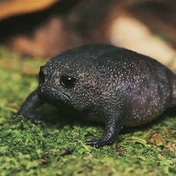 No.1 Tiktok Black Frog 